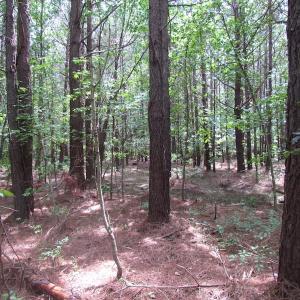Photo of SOLD!!!  40 Acres of Farm and Hunting Land For Sale in Prince George County VA!