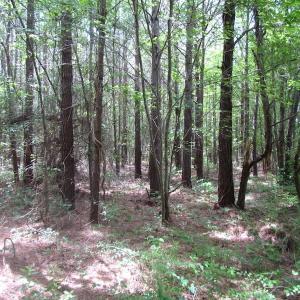 Photo of SOLD!!!  40 Acres of Farm and Hunting Land For Sale in Prince George County VA!