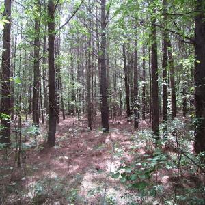 Photo of SOLD!!!  40 Acres of Farm and Hunting Land For Sale in Prince George County VA!