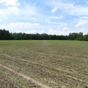 Photo of SOLD!!!  40 Acres of Farm and Hunting Land For Sale in Prince George County VA!