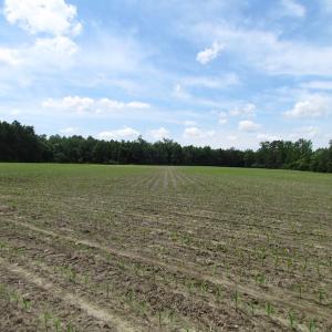 Photo of SOLD!!!  40 Acres of Farm and Hunting Land For Sale in Prince George County VA!