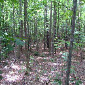 Photo of SOLD!!!  40 Acres of Farm and Hunting Land For Sale in Prince George County VA!