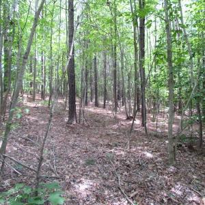 Photo of SOLD!!!  40 Acres of Farm and Hunting Land For Sale in Prince George County VA!