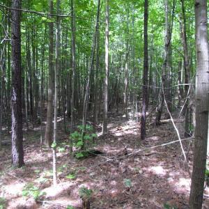 Photo of SOLD!!!  40 Acres of Farm and Hunting Land For Sale in Prince George County VA!
