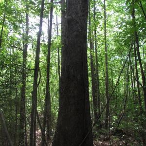 Photo of SOLD!!!  40 Acres of Farm and Hunting Land For Sale in Prince George County VA!