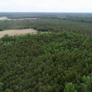 Photo of SOLD!  80 Acres of Farm and Timber Land for Sale in Pitt County NC!