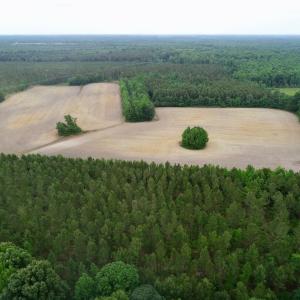 Photo of SOLD!  80 Acres of Farm and Timber Land for Sale in Pitt County NC!