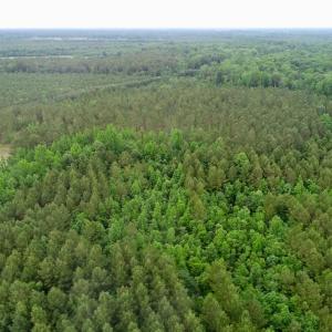 Photo of SOLD!  80 Acres of Farm and Timber Land for Sale in Pitt County NC!