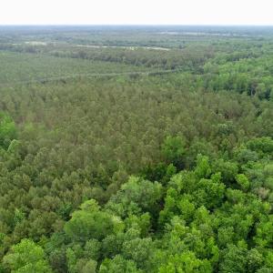 Photo of SOLD!  80 Acres of Farm and Timber Land for Sale in Pitt County NC!