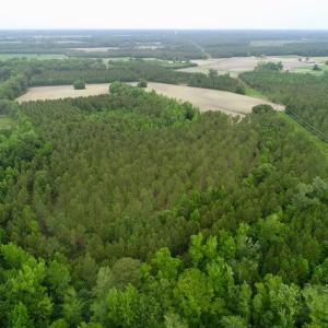 Photo of SOLD!  80 Acres of Farm and Timber Land for Sale in Pitt County NC!