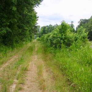 Photo of SOLD!  80 Acres of Farm and Timber Land for Sale in Pitt County NC!