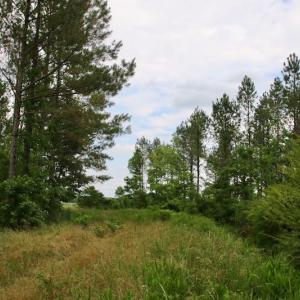 Photo of SOLD!  80 Acres of Farm and Timber Land for Sale in Pitt County NC!