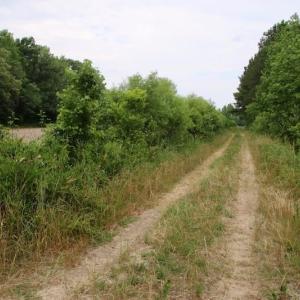 Photo of SOLD!  80 Acres of Farm and Timber Land for Sale in Pitt County NC!