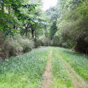 Photo of SOLD!  80 Acres of Farm and Timber Land for Sale in Pitt County NC!