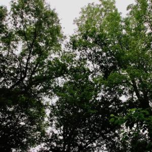 Photo of SOLD!  80 Acres of Farm and Timber Land for Sale in Pitt County NC!