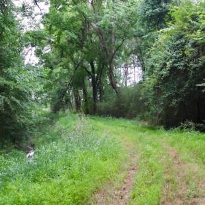 Photo of SOLD!  80 Acres of Farm and Timber Land for Sale in Pitt County NC!