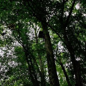 Photo of SOLD!  80 Acres of Farm and Timber Land for Sale in Pitt County NC!