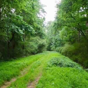 Photo of SOLD!  80 Acres of Farm and Timber Land for Sale in Pitt County NC!