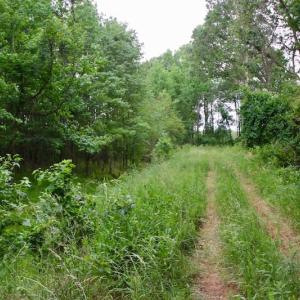 Photo of SOLD!  80 Acres of Farm and Timber Land for Sale in Pitt County NC!