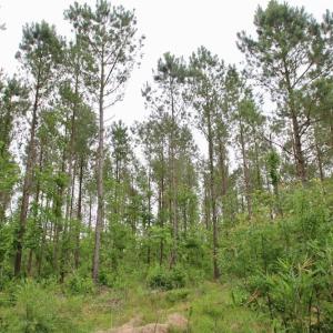 Photo of SOLD!  80 Acres of Farm and Timber Land for Sale in Pitt County NC!