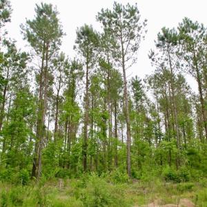 Photo of SOLD!  80 Acres of Farm and Timber Land for Sale in Pitt County NC!