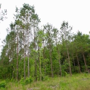 Photo of SOLD!  80 Acres of Farm and Timber Land for Sale in Pitt County NC!