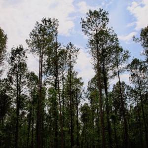 Photo of SOLD!  80 Acres of Farm and Timber Land for Sale in Pitt County NC!