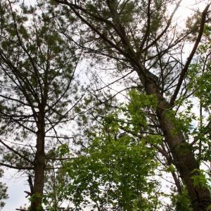 Photo of SOLD!  80 Acres of Farm and Timber Land for Sale in Pitt County NC!