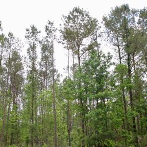 Photo of SOLD!  80 Acres of Farm and Timber Land for Sale in Pitt County NC!