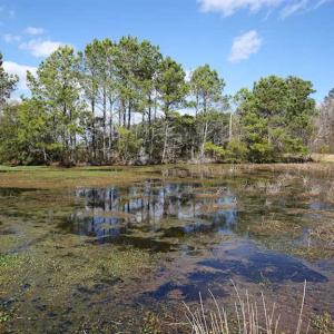 Photo of REDUCED!  15 Acres of Waterfront Land For Sale in Tyrrell County NC!