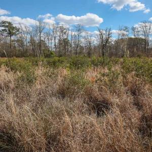 Photo of REDUCED!  15 Acres of Waterfront Land For Sale in Tyrrell County NC!