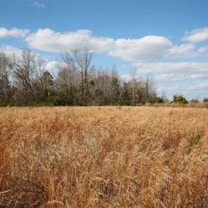 Photo of REDUCED!  15 Acres of Waterfront Land For Sale in Tyrrell County NC!