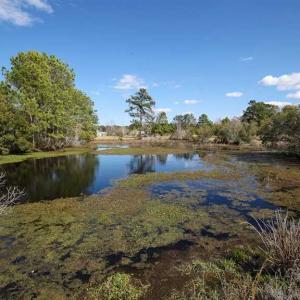 Photo of REDUCED!  15 Acres of Waterfront Land For Sale in Tyrrell County NC!