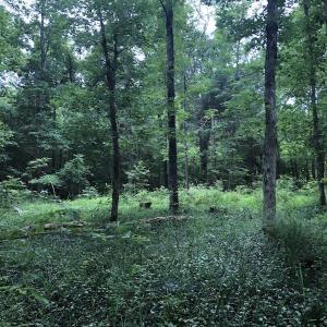 Photo of SOLD! 55 Acres of Residential and Recreational Property For Sale in Chatham County NC!