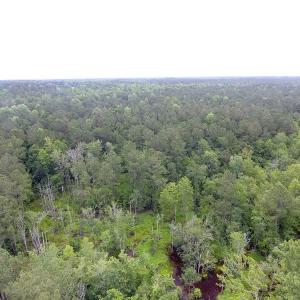 Photo of UNDER CONTRACT!  59 Acres of Hunting and Timber Land for Sale in Pender County NC!