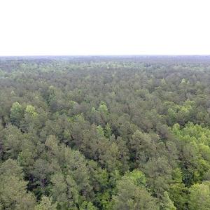 Photo of UNDER CONTRACT!  59 Acres of Hunting and Timber Land for Sale in Pender County NC!