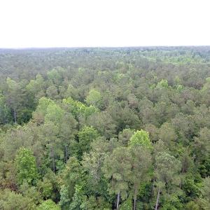 Photo of UNDER CONTRACT!  59 Acres of Hunting and Timber Land for Sale in Pender County NC!