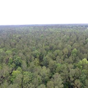 Photo of UNDER CONTRACT!  59 Acres of Hunting and Timber Land for Sale in Pender County NC!
