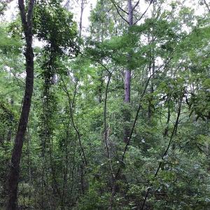 Photo of UNDER CONTRACT!  59 Acres of Hunting and Timber Land for Sale in Pender County NC!