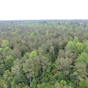 Photo of UNDER CONTRACT!  59 Acres of Hunting and Timber Land for Sale in Pender County NC!