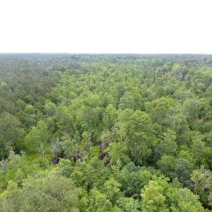 Photo of UNDER CONTRACT!  59 Acres of Hunting and Timber Land for Sale in Pender County NC!