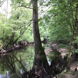 Photo of SOLD!  12.17 Acres of Timber and Hunting Land for Sale in Sampson County NC!