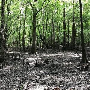 Photo of SOLD!  12.17 Acres of Timber and Hunting Land for Sale in Sampson County NC!