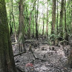 Photo of SOLD!  12.17 Acres of Timber and Hunting Land for Sale in Sampson County NC!