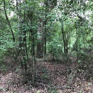 Photo of SOLD!  12.17 Acres of Timber and Hunting Land for Sale in Sampson County NC!