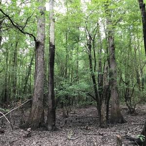 Photo of SOLD!  12.17 Acres of Timber and Hunting Land for Sale in Sampson County NC!