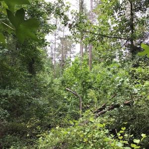 Photo of SOLD!  12.17 Acres of Timber and Hunting Land for Sale in Sampson County NC!