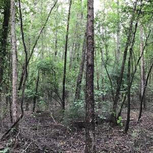 Photo of SOLD!  12.17 Acres of Timber and Hunting Land for Sale in Sampson County NC!