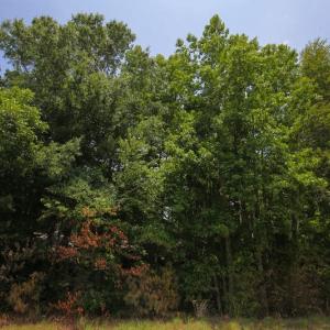 Photo of SOLD!  1 Acre Building Lot For Sale in Chowan County NC!