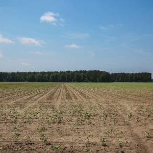 Photo of SOLD! 13 Acre Farm For Sale in Chowan County NC!